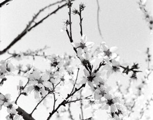 Contradictoria Primavera