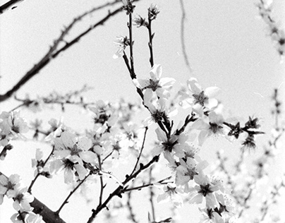 Contradictoria Primavera